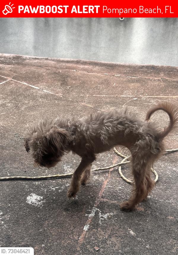 Lost Female Dog last seen Near 19th Street, Pompano Beach, FL 33060