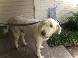 Found/Stray Male Dog last seen Taste Treat, Broken Arrow, OK 74012
