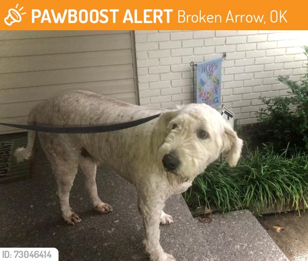 Found/Stray Male Dog last seen Taste Treat, Broken Arrow, OK 74012