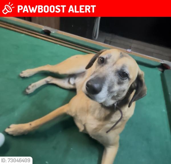 Lost Male Dog last seen Rua Poços de Caldas, Jardim Dom Jose, SP 06823-310
