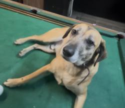 Lost Male Dog last seen Rua Poços de Caldas, Jardim Dom Jose, SP 06823-310