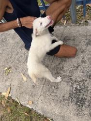 Found/Stray Male Dog last seen Lejune, Hialeah, FL 33010