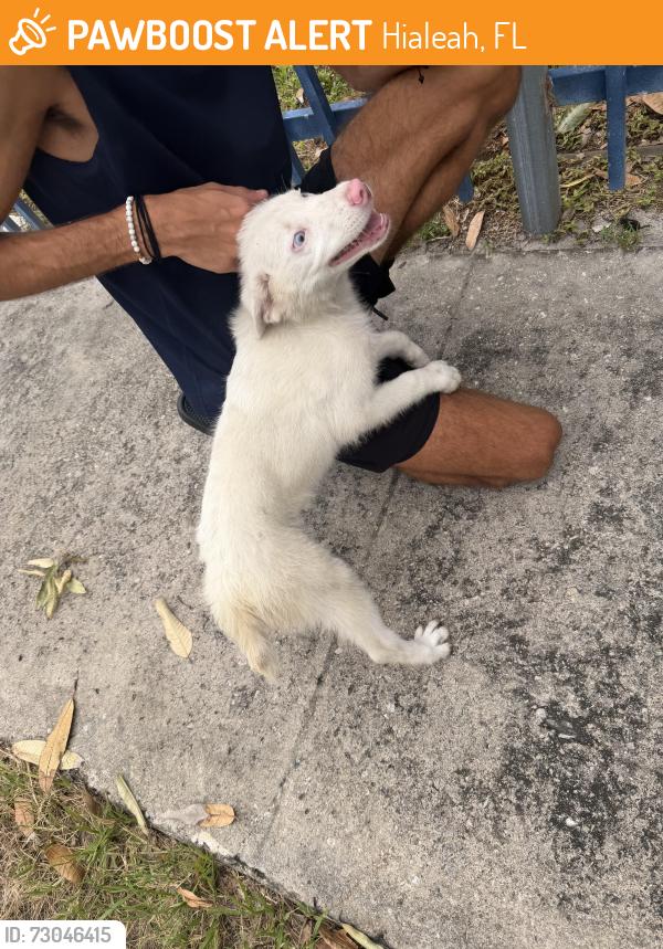 Found/Stray Male Dog last seen Lejune, Hialeah, FL 33010