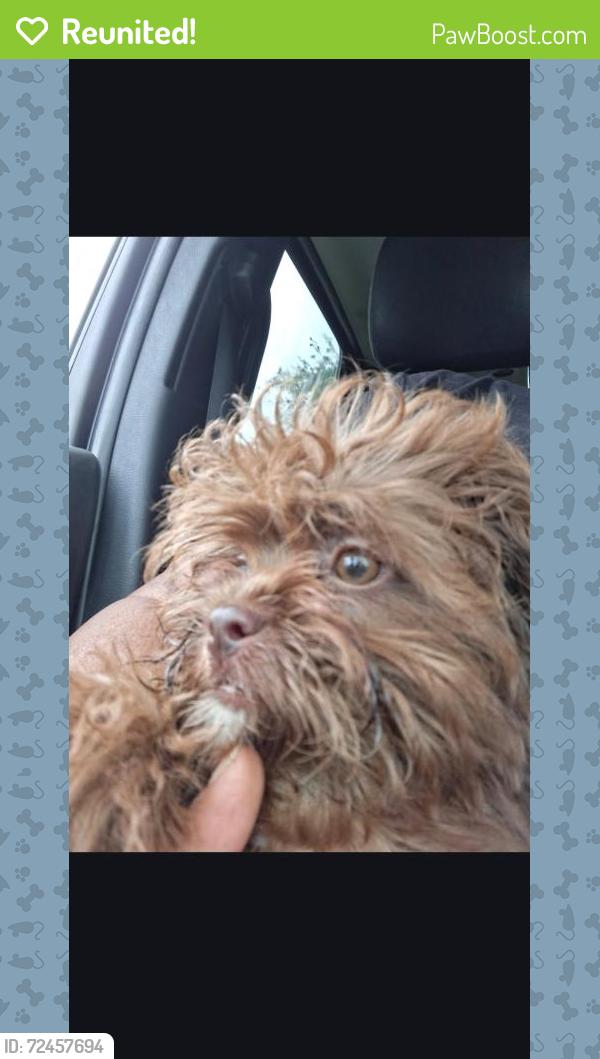 Reunited Female Dog last seen Near NW 19th St, Pompano Beach, FL 33060, USA, Pompano Beach, FL 33060