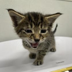 Shelter Stray Male Cat last seen , 3607 N Armenia Ave, Tampa, FL 33607, USA
