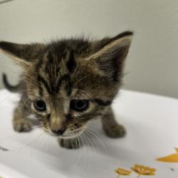 Shelter Stray Female Cat last seen , 3607 N Armenia Ave, Tampa, FL 33607, USA