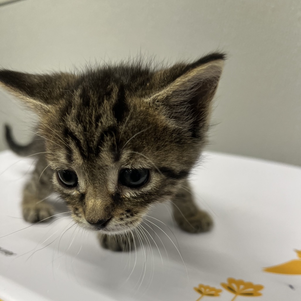 Shelter Stray Female Cat last seen , 3607 N Armenia Ave, Tampa, FL 33607, USA