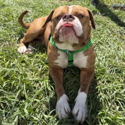 Shelter Stray Female Dog last seen , 3607 N Armenia Ave, Tampa, FL 33607, USA