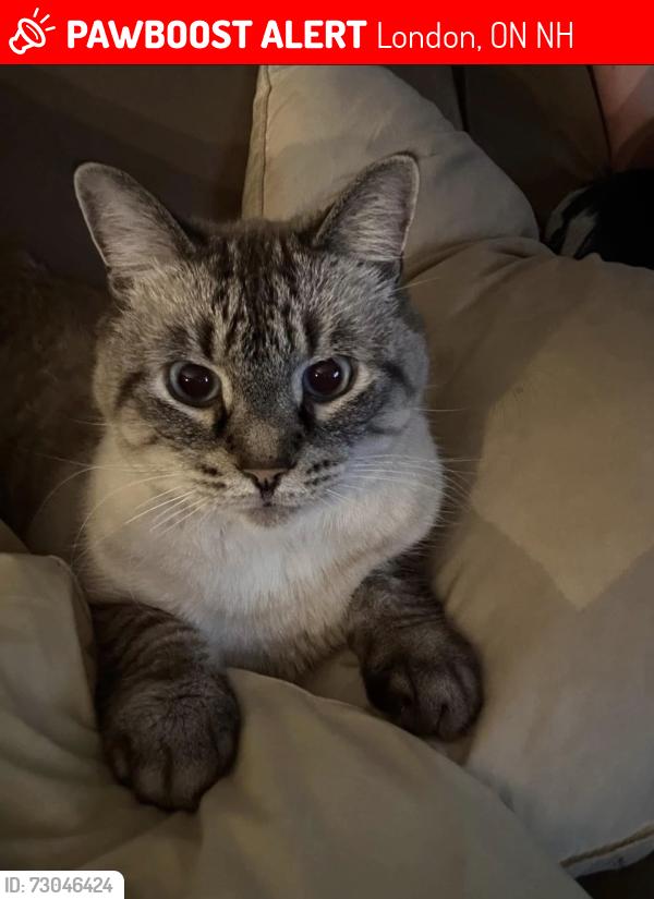 Lost Male Cat last seen Oxford & Proudfoot, London, ON N6H