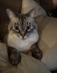 Lost Male Cat last seen Oxford & Proudfoot, London, ON N6H