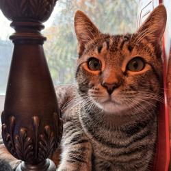 Lost Male Cat last seen Queen Mary & Royal, Winter Park, FL 32792