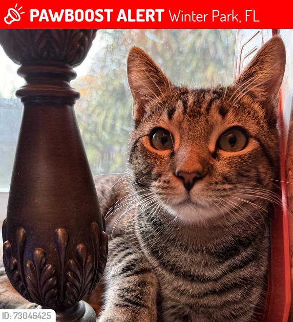 Lost Male Cat last seen Queen Mary & Royal, Winter Park, FL 32792