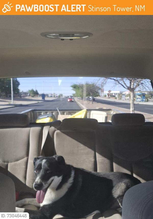 Found/Stray Female Dog last seen Coors & bridge, Stinson Tower, NM 87121