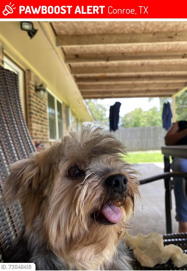 Lost Male Dog last seen Foster Dr & Oscar Johnson Center , Conroe, TX 77301