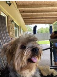 Lost Male Dog last seen Foster Dr & Oscar Johnson Center , Conroe, TX 77301