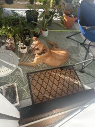 Found/Stray Female Dog last seen Village Garden Dr Ooltewah, Ooltewah, TN 37363