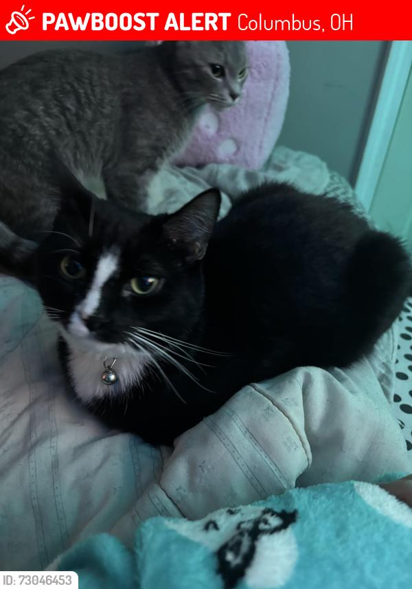 Lost Male Cat last seen Marion and Studer , Columbus, OH 43207