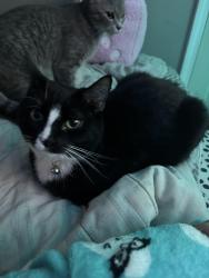 Lost Male Cat last seen Marion and Studer , Columbus, OH 43207