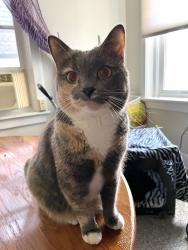 Lost Female Cat last seen Kings College , Wilkes-Barre, PA 18705