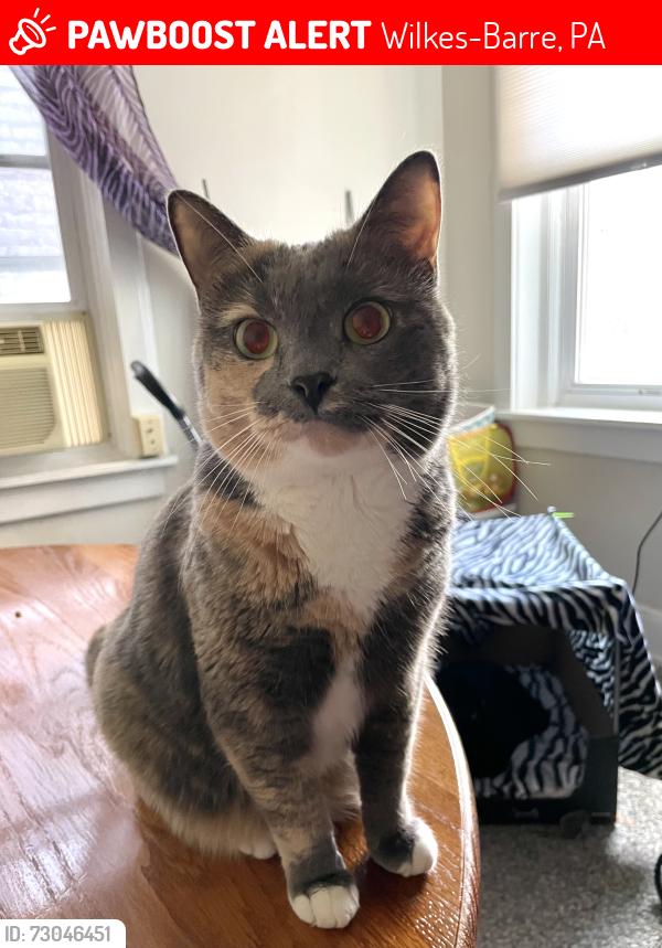 Lost Female Cat last seen Kings College , Wilkes-Barre, PA 18705