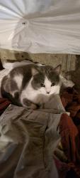 Lost Female Cat last seen Chester Rd & sharonville fire hse, Cincinnati, OH 45246