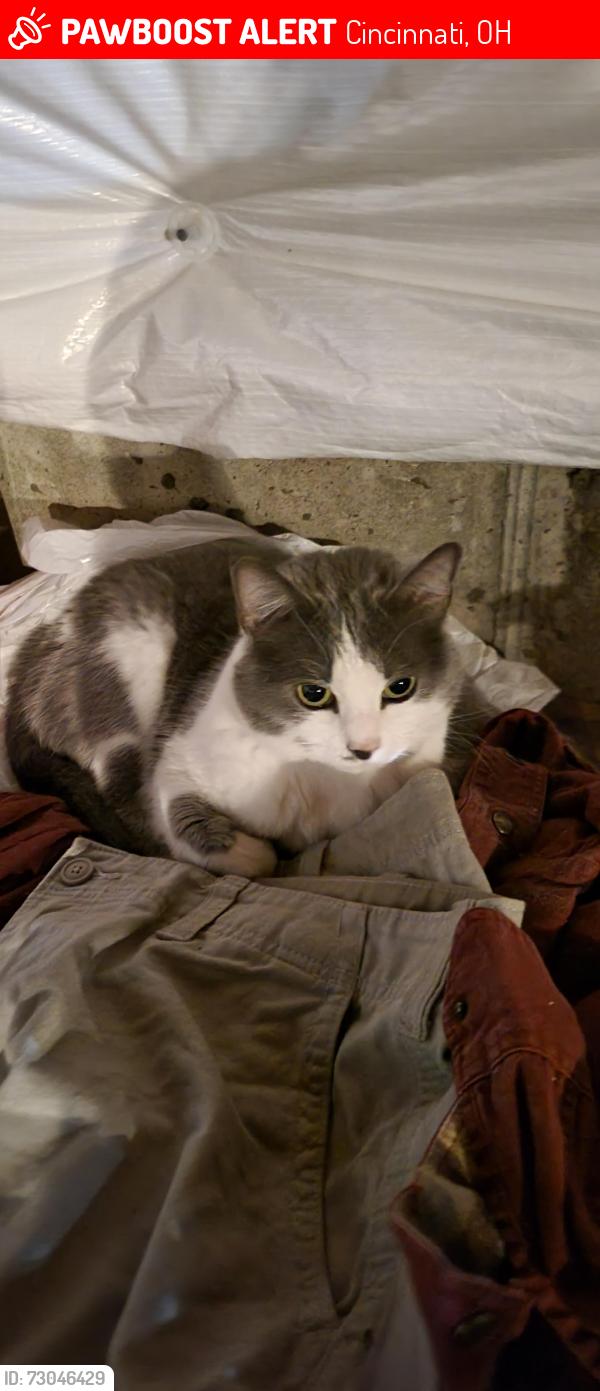 Lost Female Cat last seen Chester Rd & sharonville fire hse, Cincinnati, OH 45246