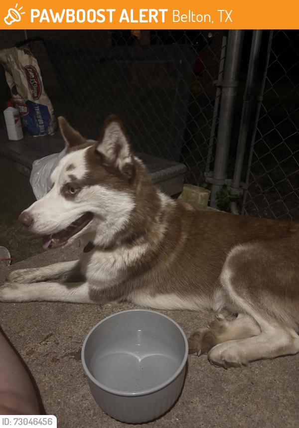 Found/Stray Male Dog last seen Near FM-439 Belton, TX 76513 United States, Belton, TX 76513
