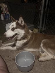Found/Stray Male Dog last seen Near FM-439 Belton, TX 76513 United States, Belton, TX 76513