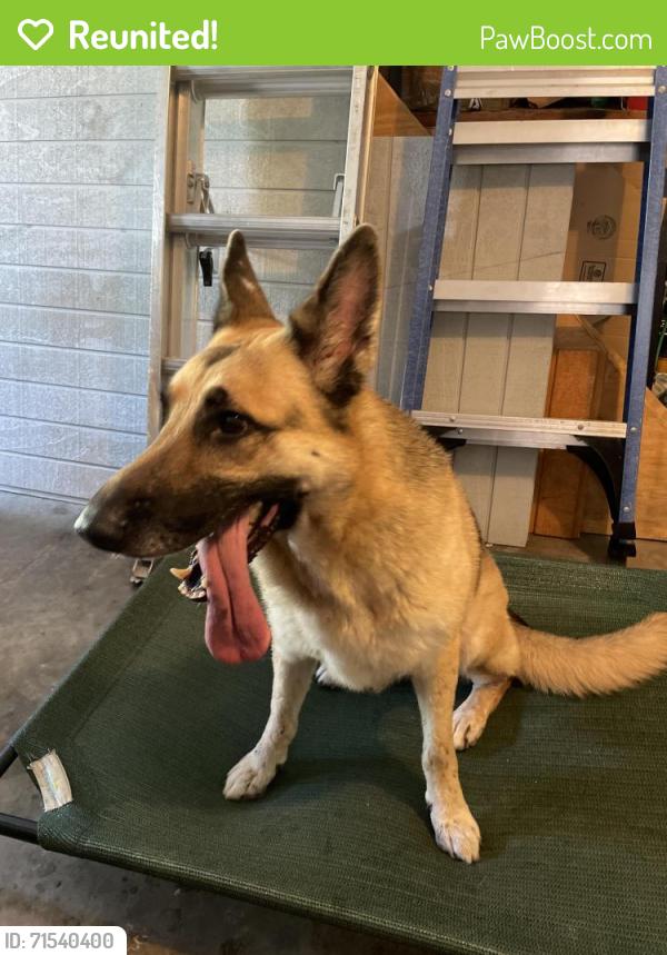 Reunited Female Dog last seen Beacon square, New Port Richey, FL 34652, NEW PRT RCHY, FL 34652