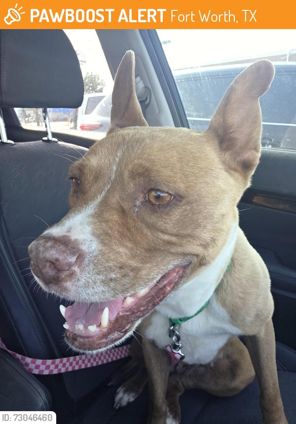 Found/Stray Female Dog last seen Ten mile bridge and boat club, Fort Worth, TX 76179