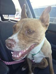 Found/Stray Female Dog last seen Ten mile bridge and boat club, Fort Worth, TX 76179