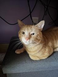 Reunited Male Cat last seen Between Rexford Dr. and Independence Ct., Bethlehem, PA 18020