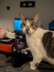 Reunited Male Cat last seen Near Cloverdale Mall, Toronto, ON M9B