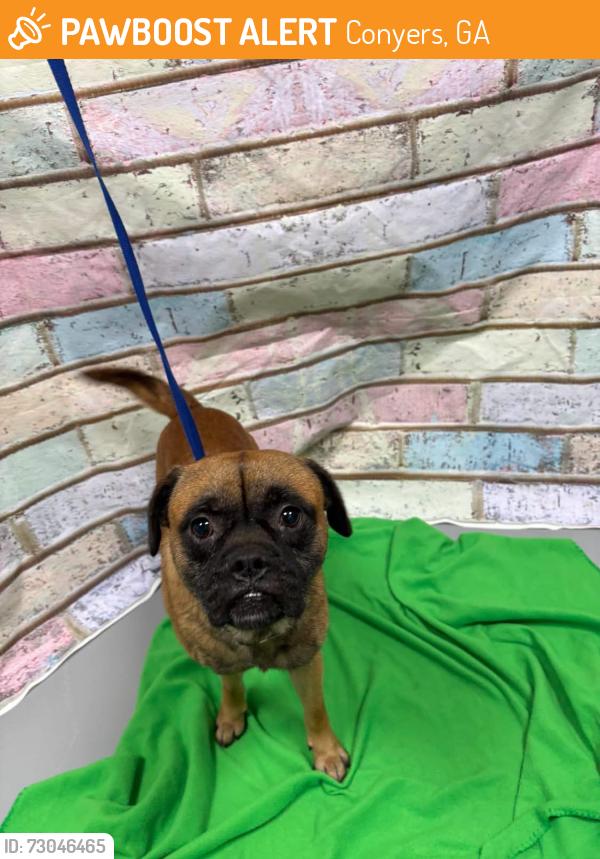 Found/Stray Unknown Dog last seen Located at Rockdale County Animal Service, 1506 Rockbridge Road, Conyers, GA 30012, Conyers, GA 30012