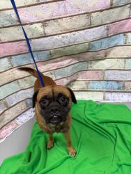 Found/Stray Unknown Dog last seen Located at Rockdale County Animal Service, 1506 Rockbridge Road, Conyers, GA 30012, Conyers, GA 30012
