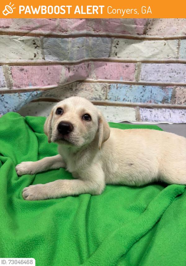 Found/Stray Unknown Dog last seen Located at Rockdale County Animal Service, 1506 Rockbridge Road, Conyers, GA 30012, Conyers, GA 30012