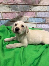 Found/Stray Unknown Dog last seen Located at Rockdale County Animal Service, 1506 Rockbridge Road, Conyers, GA 30012, Conyers, GA 30012