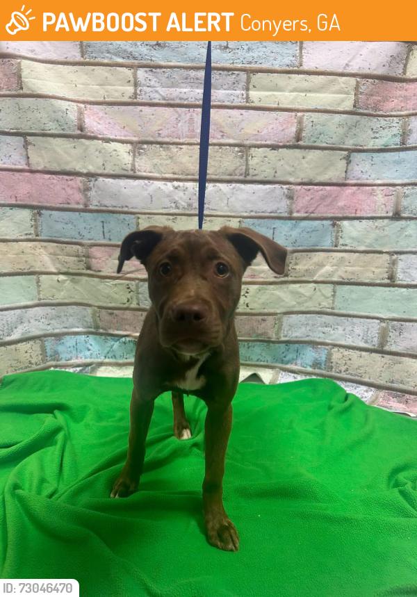 Found/Stray Unknown Dog last seen Located at Rockdale County Animal Service, 1506 Rockbridge Road, Conyers, GA 30012, Conyers, GA 30012