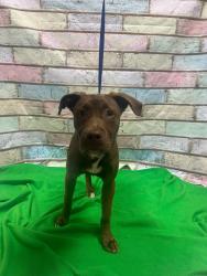 Found/Stray Unknown Dog last seen Located at Rockdale County Animal Service, 1506 Rockbridge Road, Conyers, GA 30012, Conyers, GA 30012