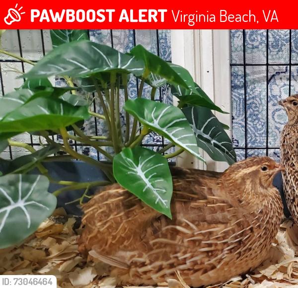 Lost Female Bird last seen Waverly , Virginia Beach, VA 23452