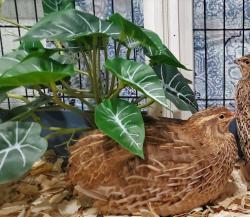 Lost Female Bird last seen Waverly , Virginia Beach, VA 23452