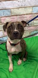 Found/Stray Unknown Dog last seen Located at Rockdale County Animal Service, 1506 Rockbridge Road, Conyers, GA 30012, Conyers, GA 30012