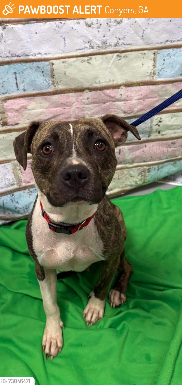 Found/Stray Unknown Dog last seen Located at Rockdale County Animal Service, 1506 Rockbridge Road, Conyers, GA 30012, Conyers, GA 30012