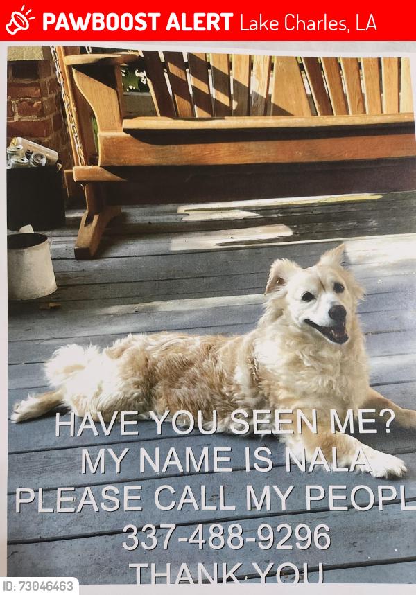Lost Female Dog last seen Ford and Dreww downtown, Lake Charles, LA 70601