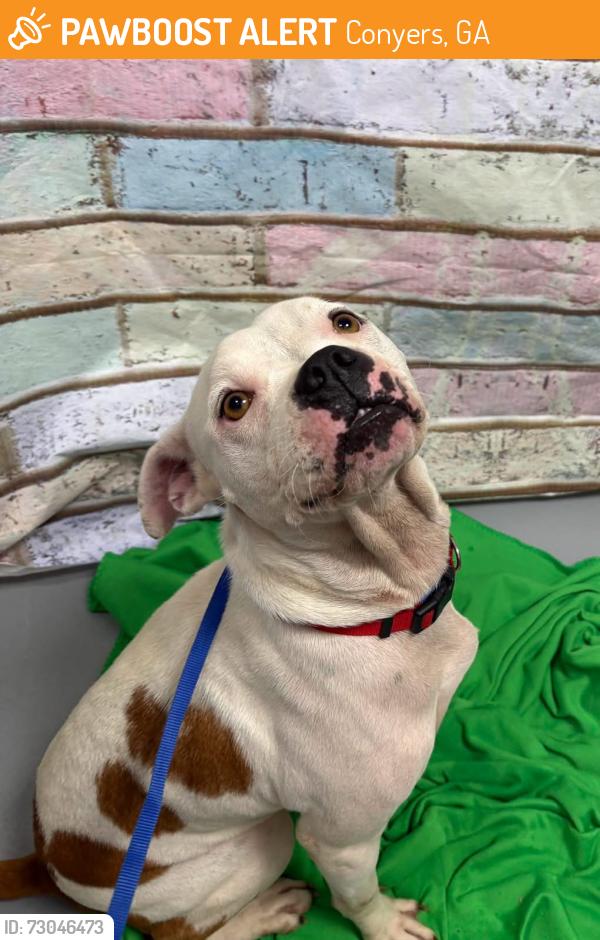Found/Stray Unknown Dog last seen Located at Rockdale County Animal Service, 1506 Rockbridge Road, Conyers, GA 30012, Conyers, GA 30012
