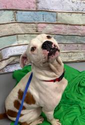 Found/Stray Unknown Dog last seen Located at Rockdale County Animal Service, 1506 Rockbridge Road, Conyers, GA 30012, Conyers, GA 30012
