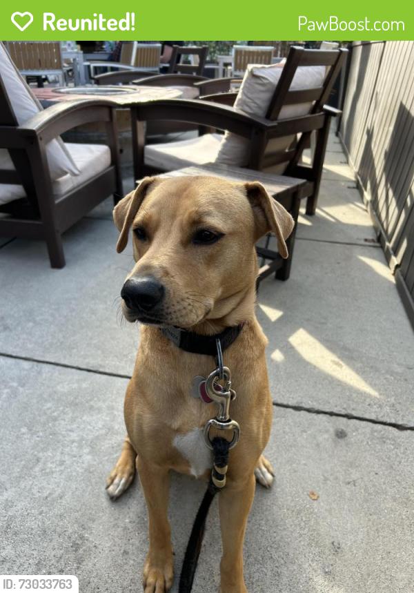 Reunited Female Dog last seen New Braddock rd/hwy 28, Centreville, VA 20121