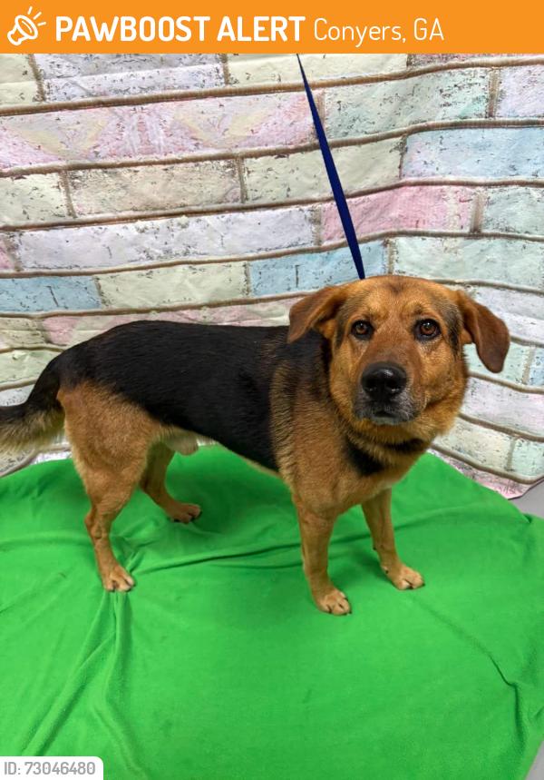 Found/Stray Unknown Dog last seen Located at Rockdale County Animal Service, 1506 Rockbridge Road, Conyers, GA 30012, Conyers, GA 30012