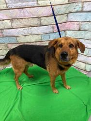 Found/Stray Unknown Dog last seen Located at Rockdale County Animal Service, 1506 Rockbridge Road, Conyers, GA 30012, Conyers, GA 30012