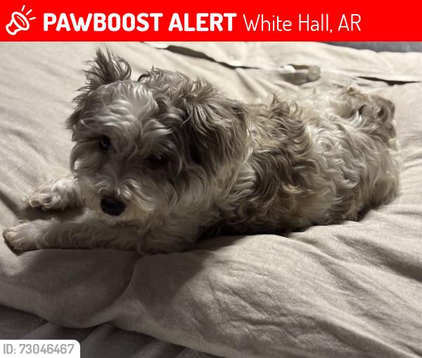 Lost Female Dog last seen Gandy Elementary School, White Hall, AR 71602